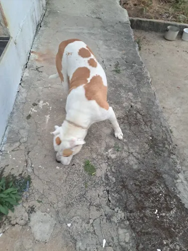 Pitbull  doação 
