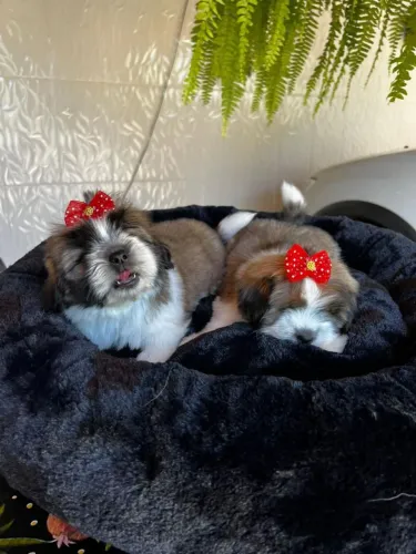 Shih Tzu micro