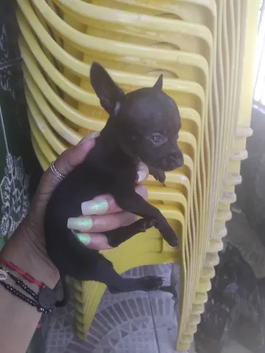 Venda pinscher fêmea 