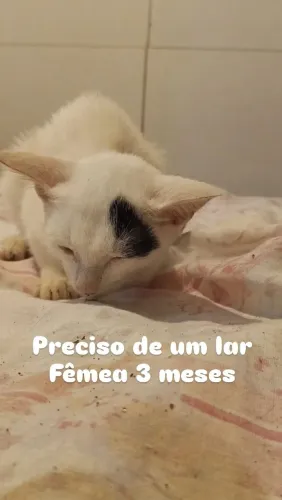 Doação de gato 