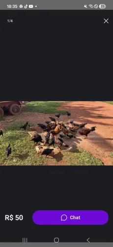 Lote com 10 galos e galinhas caipira