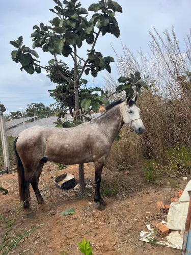 Cavalo Mangalarga Marchador