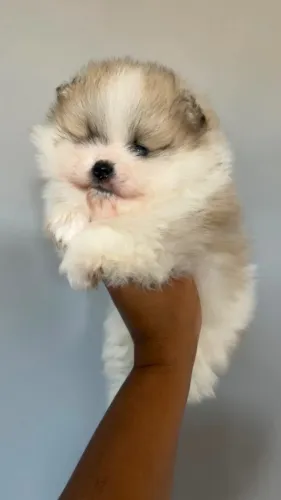 Spitz alemão macho anão 