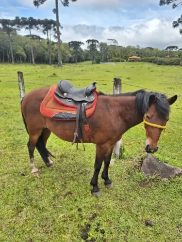 Vendo Cavalo petiço 