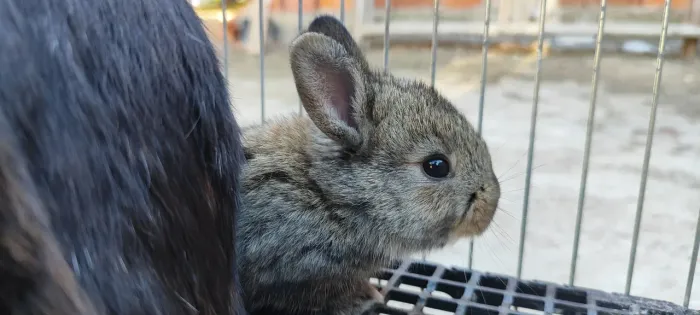 Coelhos da raça Nova Zelândia .