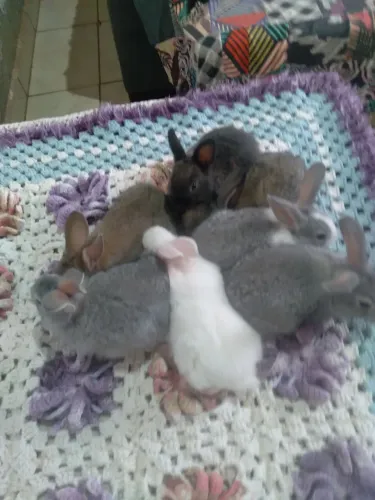 Coelhos filhotes