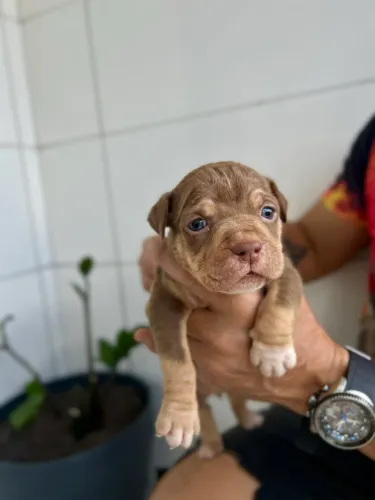 FILHOTE PITBULL MONSTER