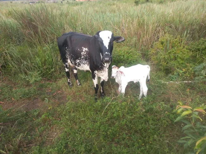 VENDO 8 VACAS COM 8 BEZERROS