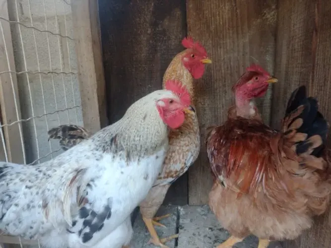 Galinha caipira, pato, galo , ovos