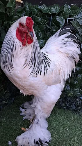 Galinhas Brahma light