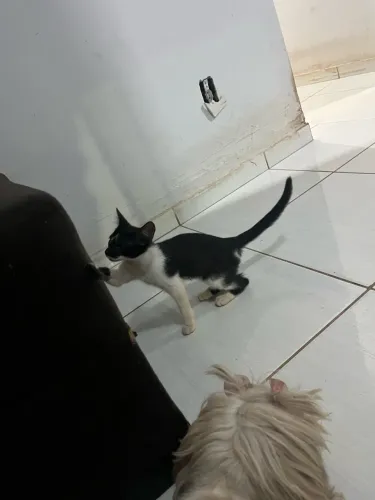 Dia de gato