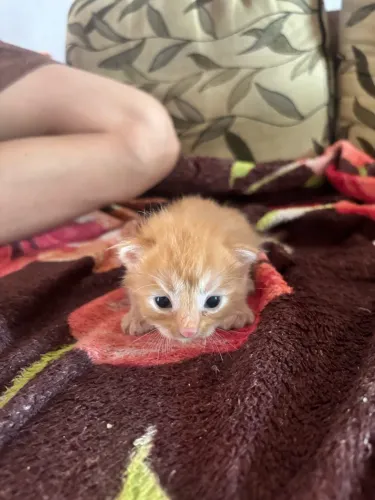 Gatinhos filhote pra doação