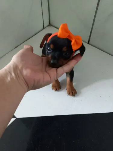 Filhote Pinscher zero