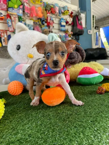 Pinscher macho arlequim miniatura $1.800,00