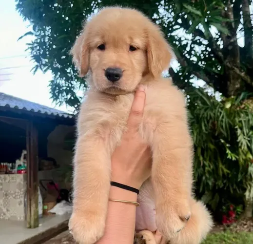 Golden com paixão sem limites