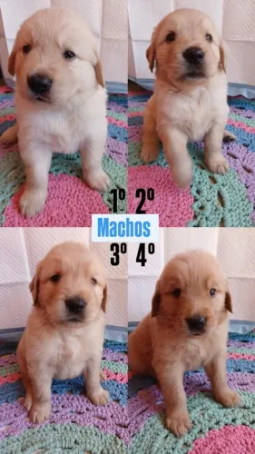 Filhote de Golden macho