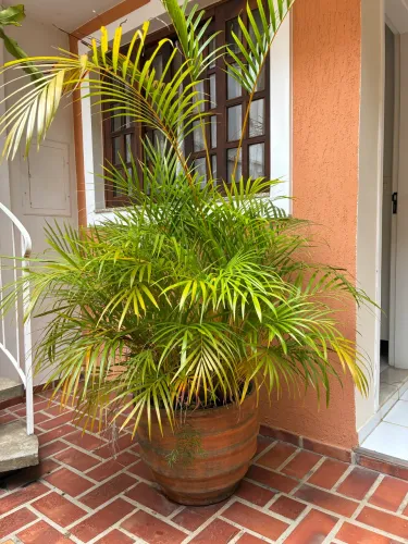 Planta Palmeira Areca Bambu (Dypsis lutescens)