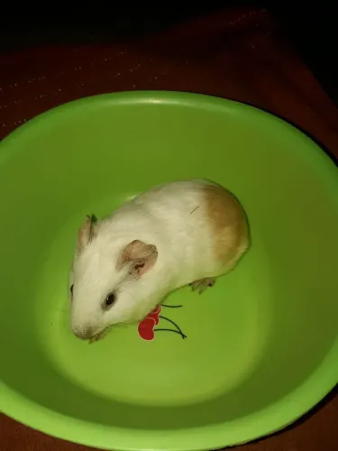 Porquinhos da Índia 