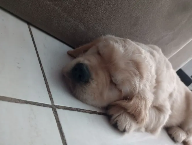 Filhotes de Golden Retriever 