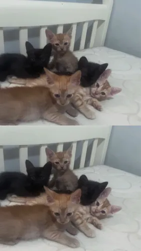 Pet