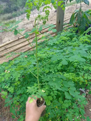 Moringa oleifera 