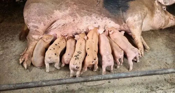 Porcos a venda
