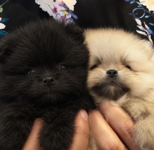 Filhotes de lulu da pomerania