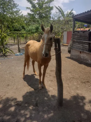 Potro a venda