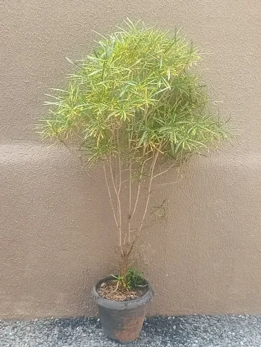 Vende está planta chamar no ZAP *