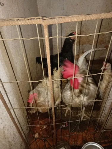 Galinhas e galo