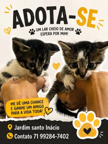Gatos para adoção 