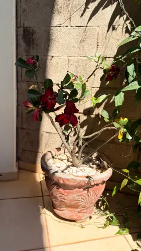 Vaso de flores - Rosa do deserto