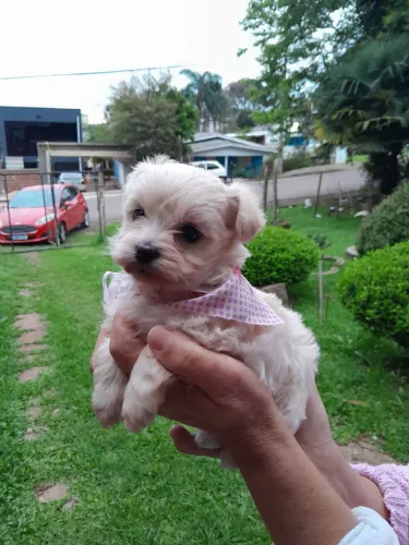 poodle, shihtzu, york, pinscher