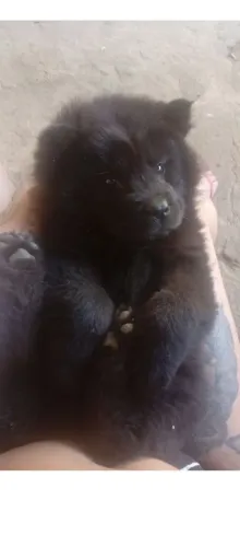Chow Chow fêmea
