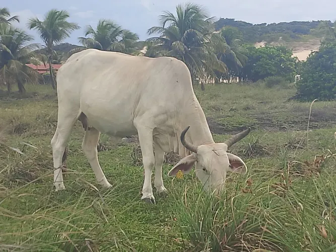 Gado pra corte