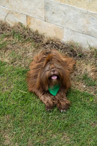Shih tzu macho 