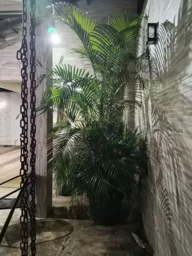 Vaso em fibra com palmeira imperial
