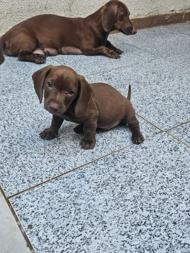 Venda salsicha ou basset 