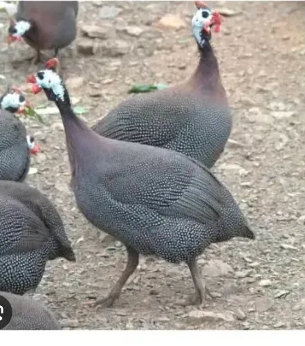 Galinhas de angola