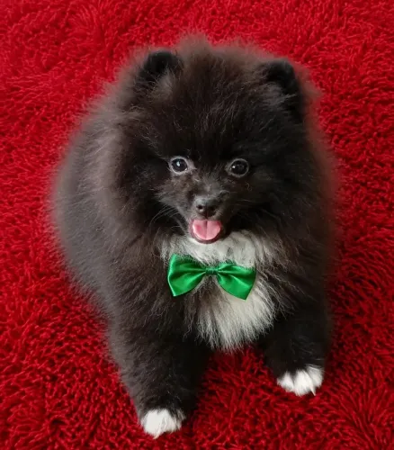 Lindos filhotes de Lulu da Pomerânia para entregar ac cartão 