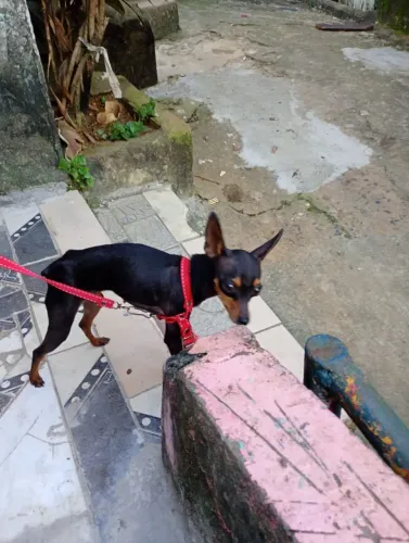 Cachorro pinscher