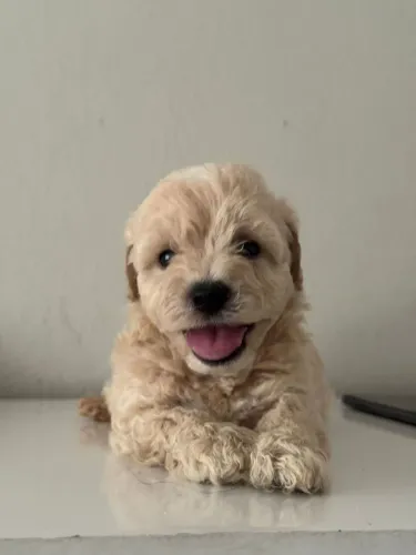 Poodle Toy Champanhe | Quer garantir essa fofura? Me chama no WhatsApp