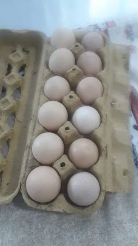 Ovos de shamo