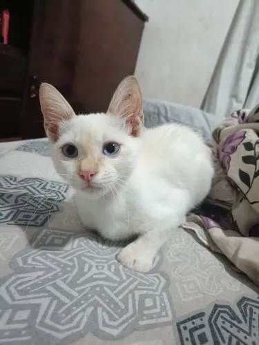 Gatinho para adoção 