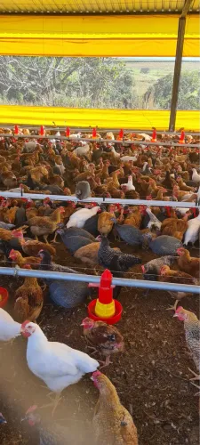 Galos e galinhas da raça Rodhia
