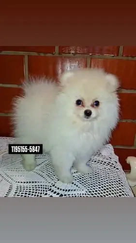 Filhote macho Spitz Alemão