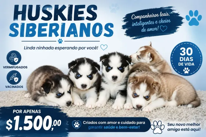 Filhotes de Husky Siberiano à venda!