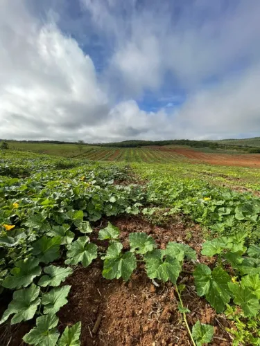 Fazenda 80 tarefas no Povoado Santana em Jeremoabo/BA, toda mecanizada e cercada.