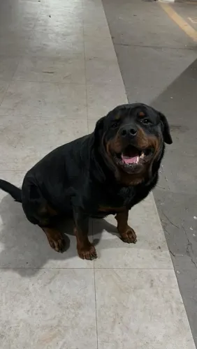 Lindo rottweiler cabeça de touro
