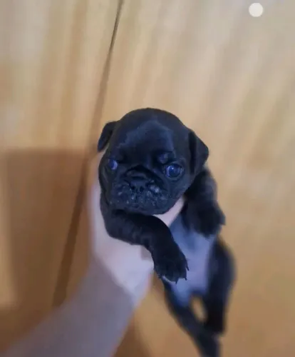 Cachorro pug